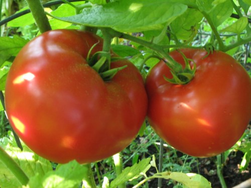 My Garden Tomatoes © Pamela J. Willits