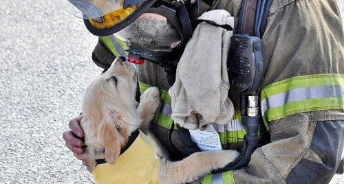 Fireman and puppy